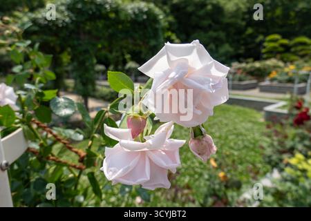 Deux délicates fleurs de rose rose pâle fleurissent dans Un jardin de parc vert Banque D'Images