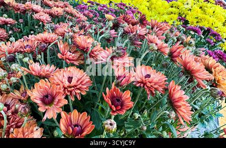 Une belle exposition de chrysanthèmes dans différentes nuances d'orange, de violet et de jaune remplit le jardin. Les pétales vibrants créent une atmosphère animée, Banque D'Images