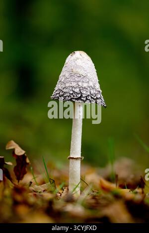 Single, un champignon Shaggy Inkcap, Coprinus comatus poussant dans la litière de feuilles sur la forêt, plancher forestier, New Forest, Royaume-Uni Banque D'Images