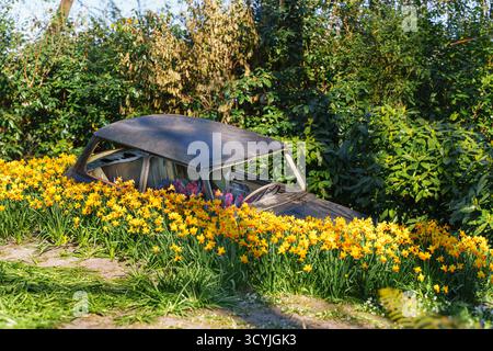 Une voiture vintage rouillée remplie de jonquilles jaunes fleuries se présente comme un projet de jardin de recyclage créatif sous la lumière du soleil, recyclage de l'art, durable Banque D'Images
