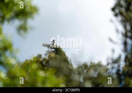 Un oiseau est assis au sommet d'un grand arbre, dessiné par le ciel lumineux, entouré d'un feuillage vert vibrant à la lumière de midi. Banque D'Images