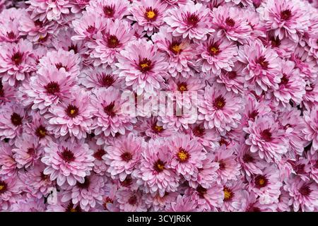 Chrysanthème multiflora rose vif, fond floral solide en gros plan Banque D'Images