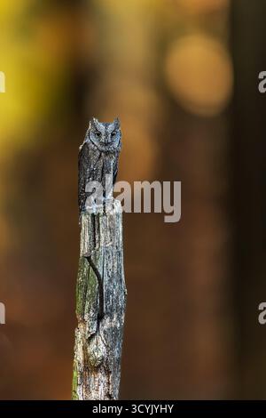 La chouette de l'eurasien (Otus scops), également connue sous le nom de chouette de l'Europe Banque D'Images