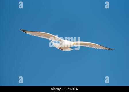 Mouette avec les perruques complètement répandues volant devant un ciel bleu vif Banque D'Images