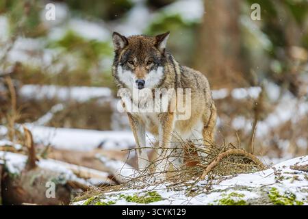 Loup eurasien (Canis lupus lupus) dans la forêt d'hiver Banque D'Images