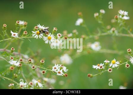 bourdon sur marguerite fleabane (bombus pensylvanicus sur erigeron strigosus) Banque D'Images