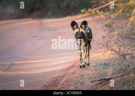 Chien sauvage (Lycaon pictus), marchant vers camera.vue de face. Parc national du Bas-Zambèze, Zambie, Afrique Banque D'Images