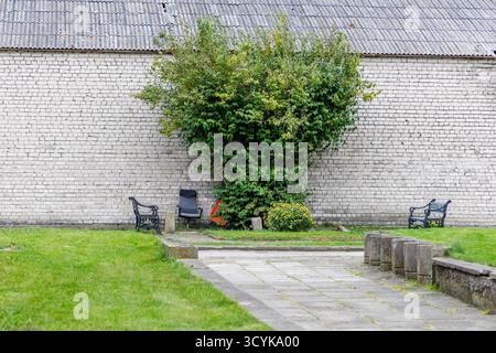 Un grand buisson vert dense placé centralement contre un vieux mur de briques blanches avec un toit ondulé, flanqué de deux bancs en fonte Banque D'Images