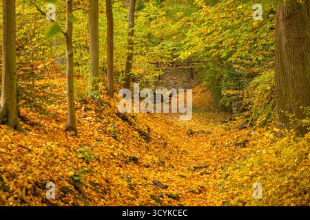 Klosterpark Altzella im Herbst Das Kloster Altzella ist eine ehemalige Zisterzienserabtei westlich der Stadt Nossen. IM Mittelalter gehörte es zu den bedeutendsten Klöstern des mitteldeutschen Raums. DAS Kloster wurde infolge der Reformation aufgelös, die Anlage ist mit ihrer teilweise noch gut erhaltenen Mauer inzwischen eine Mischung aus romantischem Park mit Ruinen und renovierten Gebäuden. Die reste des Klosters stehen seit den 1970er Jahren unter Denkmalsschutz. Nossen Sachsen Deutschland *** Parc du monastère d'Altzella en automne le monastère d'Altzella est une ancienne abbaye cistercienne à l'ouest de la remorque Banque D'Images
