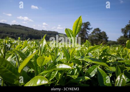 Plantation de thé à Kericho, Kenya, avec fond de ciel bleu Banque D'Images