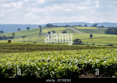 Plantation de thé à Kericho, Kenya, avec fond de ciel bleu Banque D'Images