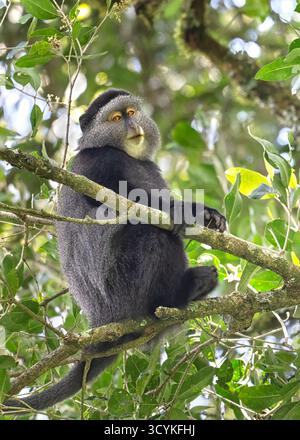 Le singe bleu ou singe diadamé (Cercopithecus mitis) sur la branche d'arbre dans la canape forestière du parc national du Mont Elgon, Kenya Banque D'Images