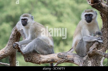 Singes vervet (Chlorocebus pygerythrus) se reposant sur l'arbre dans le parc national de Tsavo East, Kenya Banque D'Images