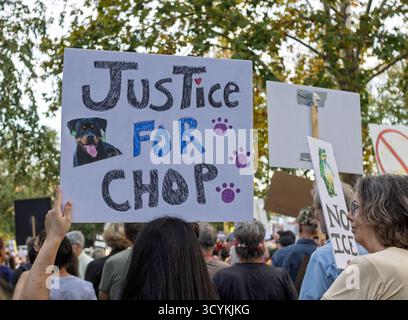 Asheville, États-Unis. 18 octobre 2025. Les manifestants défilent avec des pancartes lors du deuxième rassemblement « No Kings » - l'événement d'une journée est la plus grande action civile depuis cinquante-cinq ans aux États-Unis. Crédit : Gloria Good/AlamyLive News Banque D'Images