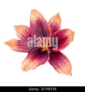 Gros plan de beau jardin asiatique Lily Forever Susan isolé sur fond blanc avec chemin de découpage. Élément de design floral pour cartes, invitations, Banque D'Images