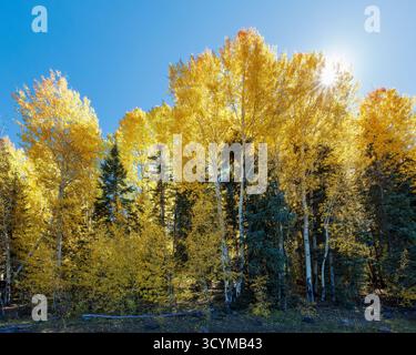Peuplier tremble (Populus tremuloides) dans le feuillage doré d'automne, région de Greer, forêt nationale Apache–Sitgreaves, White Mountains, Arizona, ÉTATS-UNIS. Banque D'Images