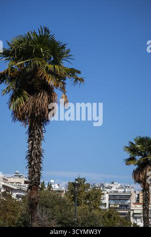 un palmier haut et accidenté se dresse contre un ciel bleu brillant, surplombant un paysage urbain de bâtiments blancs et de verdure luxuriante Banque D'Images
