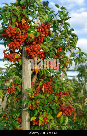 Crabiers (Malus spp.) avec de petits fruits rouges abondants poussant au bord d'un verger de pommiers un jour d'automne. Banque D'Images