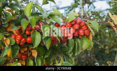 Branche d'un crabier (Malus spp.) recouvert de nombreuses petites pommes ornementales rouges, capturant les couleurs vives de la nature automnale. Banque D'Images