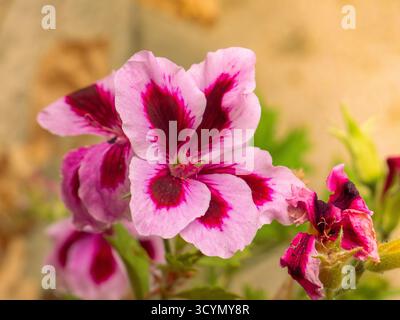 Pétunias roses vibrantes avec des marques de centre sombres fleurissant brillamment sur fond de jardin doux Banque D'Images