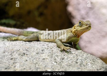Agama steppique (Trapelus sanguinolentus), gros plan Banque D'Images