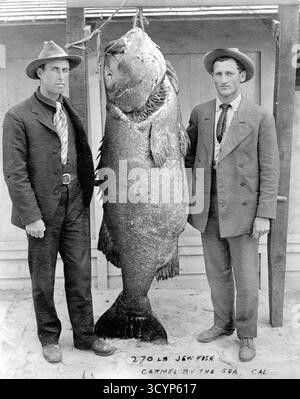 Deux hommes avec la perche géante du Pacifique (Stereolepis gigas), poids, environ 1,80 mètres de long, environ 1925, Océan Pacifique, côte de Californie, USA le nom J Banque D'Images