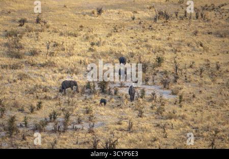 Petit troupeau d'éléphants en savane sèche avec herbe jaune, éléphant d'Afrique (Loxodonta africana), vue aérienne, delta de l'Okavango, Botswana Banque D'Images