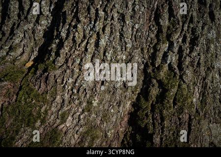Texture d'écorce d'arbre rugueuse avec mousse verte et lumière naturelle Banque D'Images