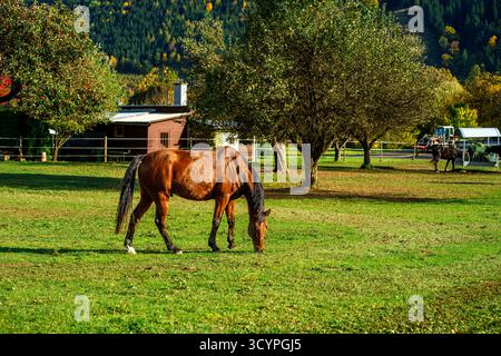 Un cheval rouge avec une crinière noire pèle dans un pâturage clos. Étalon pur-sang sur un champ d'herbe fraîche dans un pâturage clos Banque D'Images