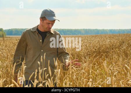 Jeune homme caucasien marchant dans un champ de blé, examinant à la main le grain mûr, regardant vers le bas les cultures, debout à l'extérieur dans un paysage agricole rural pendant la journée Banque D'Images