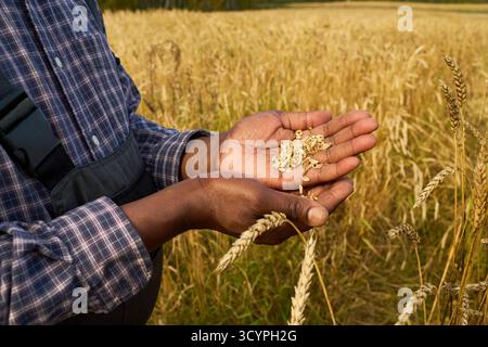Homme noir tenant des grains de blé dans les mains debout dans un champ de blé doré, examinant de près la récolte récoltée, chemise à carreaux visible et tiges de blé au premier plan Banque D'Images
