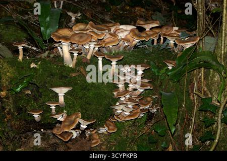 Armillaria mellea (champignon du miel) est répandu dans les régions tempérées du nord où il pousse parasitairement sur un grand nombre d'arbres à feuilles larges. Banque D'Images