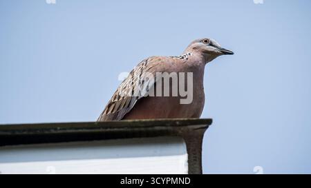 Tortue orientale perchée sur un toit contre un ciel bleu clair, elle affiche un plumage marron tacheté à la lumière du jour, un moment de vie sauvage urbain serein Banque D'Images