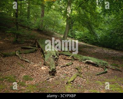 Ancien arbre de Mossy se trouvant à travers le plancher de la forêt avec des arbres verts ensoleillés Banque D'Images