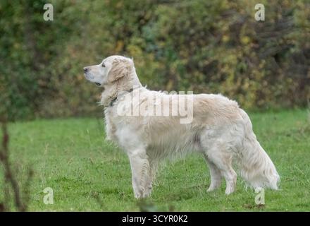 Chien Golden Retriever blanc ou crème pedigree anglais posant et reniflant dans les bois à St Ives Bingley, West Yorkshire Banque D'Images