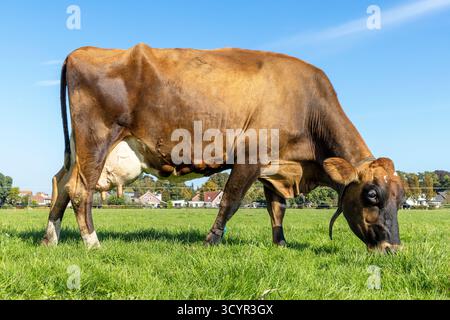 Vache suisse brune pâturant dans un pâturage, pâturage sur toute la longueur dans un champ vert, bouillon laitier avec manteau brun, vue de côté, pis rose rond complet et ciel bleu Banque D'Images