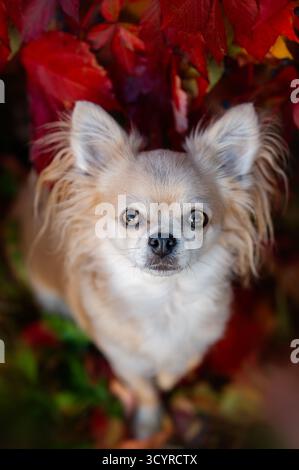 Adorable chihuahua aux cheveux longs posant parmi les feuilles d'automne rouges vibrantes. Portrait de chien mignon. Banque D'Images
