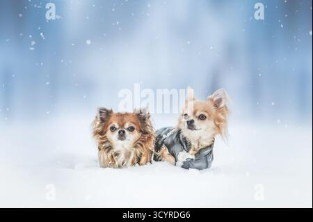 Deux adorables chihuahua à poil long (dont un portant une veste) gisant tout près dans la neige fraîche pendant un blizzard hivernal ou une chute de neige, regardant la caméra. Banque D'Images