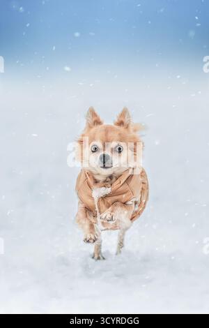 Chien chihuahua à poil long Fawn portant une veste d'hiver beige, courant rapidement à travers la neige fraîche. Portrait de chien mignon. Banque D'Images
