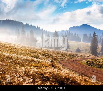 route rurale à travers le paysage de montagne de roumanie en automne au lever du soleil. forêt de conifères sur des collines ondulantes un matin brumeux dans le parc naturel apuseni. bea Banque D'Images
