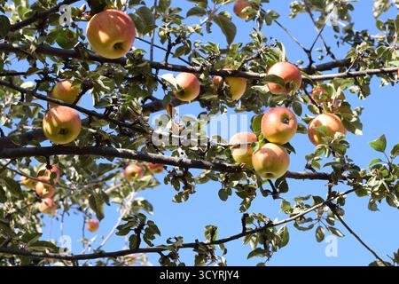 Gros plan de pommes fraîches poussant sur un arbre avec des feuilles vertes, lumière naturelle, Arménie rurale. Banque D'Images