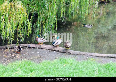 Thompson's Park, Canton, Cardiff, Galles du Sud, Royaume-Uni. Prise en octobre 2025 Banque D'Images