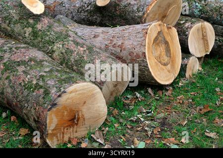 Thompson's Park, Canton, Cardiff, Galles du Sud, Royaume-Uni. Prise en octobre 2025 Banque D'Images