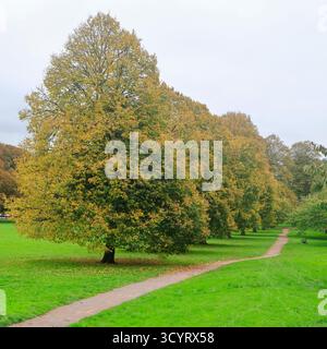Parc Llandaff Fields, Cardiff. Prise en octobre 2025 Banque D'Images