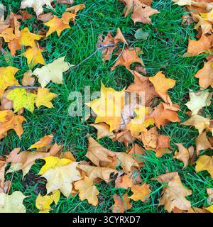 Parc Llandaff Fields, Cardiff. Prise en octobre 2025 Banque D'Images