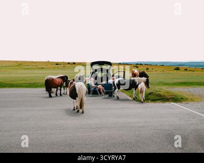 Les poneys Dartmoor se rassemblent autour des voitures garées dans un parking sur le Dartmoor Devon Angleterre - étrange hayon de pique-nique britannique de la vie quotidienne Banque D'Images