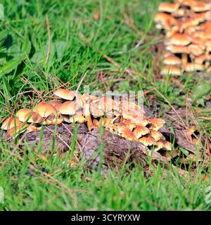 Champignons au réservoir et parc rural de Llanishen, Cardiff, pays de Galles du Sud, Royaume-Uni. Prise en octobre 2025 Banque D'Images