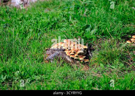 Champignons au réservoir et parc rural de Llanishen, Cardiff, pays de Galles du Sud, Royaume-Uni. Prise en octobre 2025 Banque D'Images