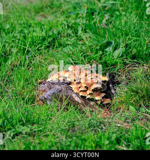 Champignons au réservoir et parc rural de Llanishen, Cardiff, pays de Galles du Sud, Royaume-Uni. Prise en octobre 2025 Banque D'Images