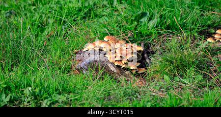 Champignons au réservoir et parc rural de Llanishen, Cardiff, pays de Galles du Sud, Royaume-Uni. Prise en octobre 2025 Banque D'Images